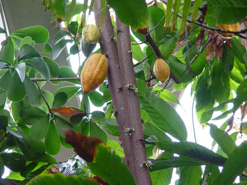 Light brown fruits of the cocoa plant