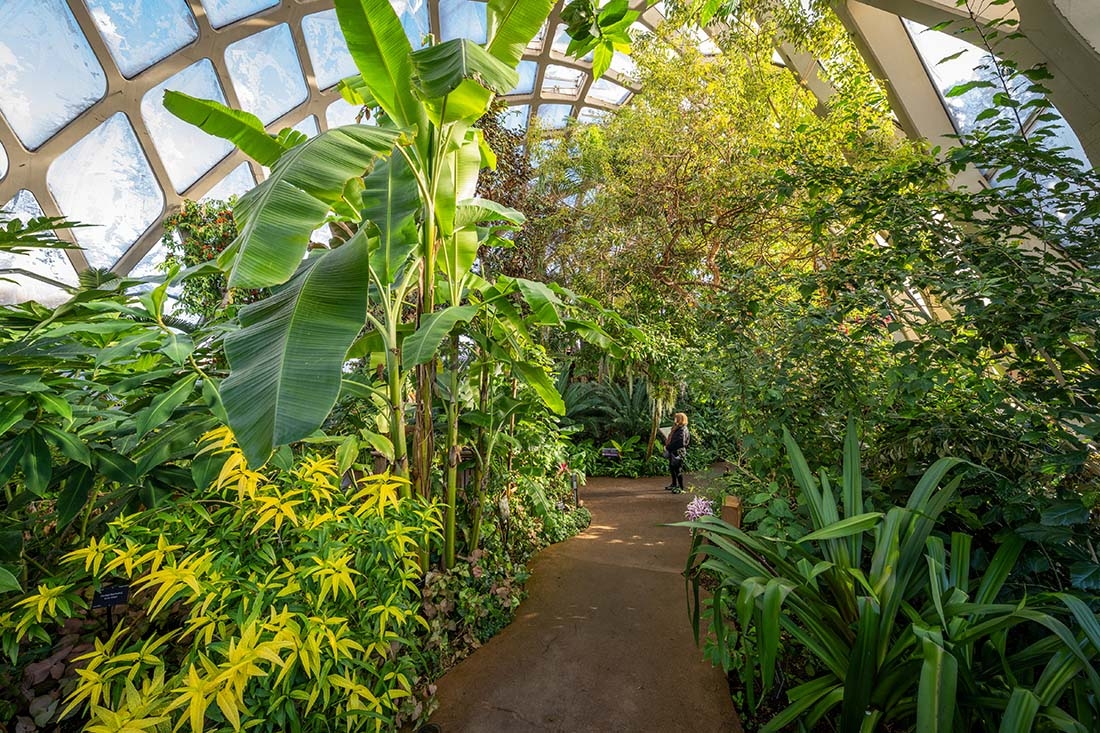 Palm leaves and greenery in a conservatory