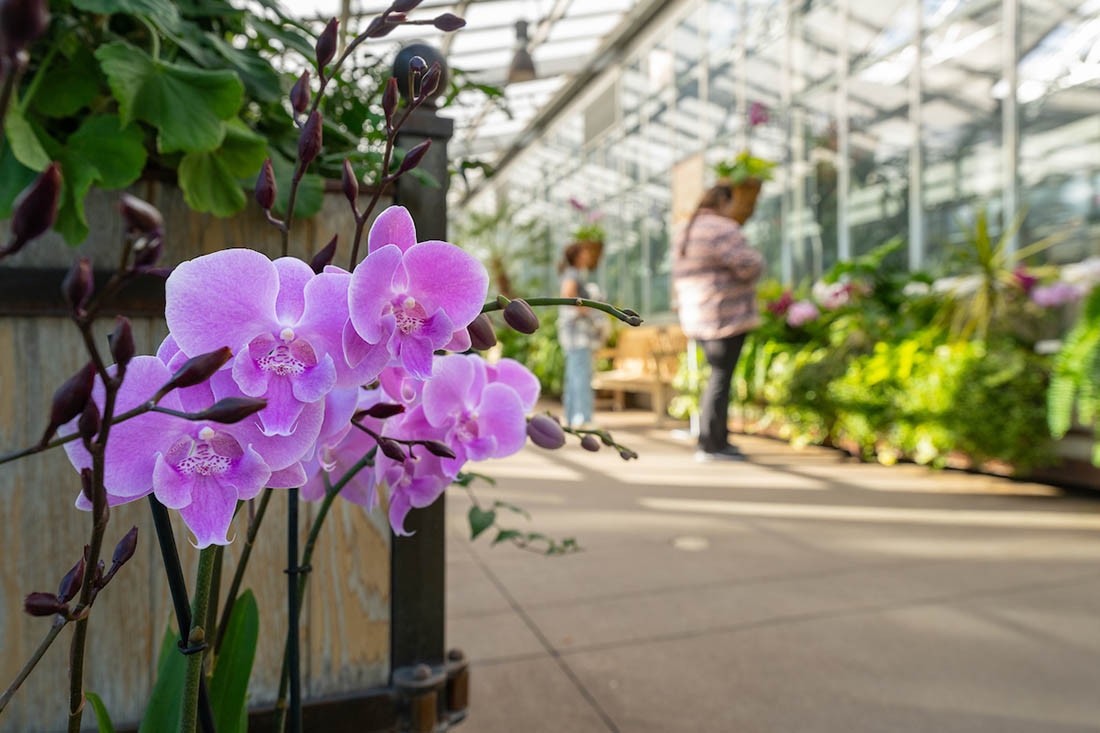 orchids with people in background