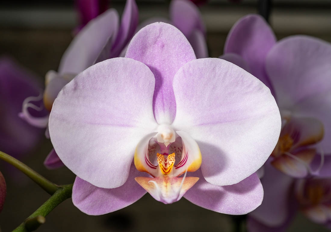 close-up of orchid