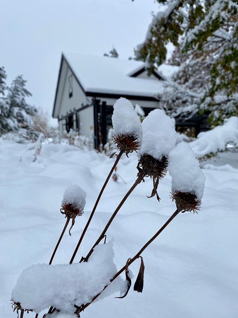 snow on winter perennials