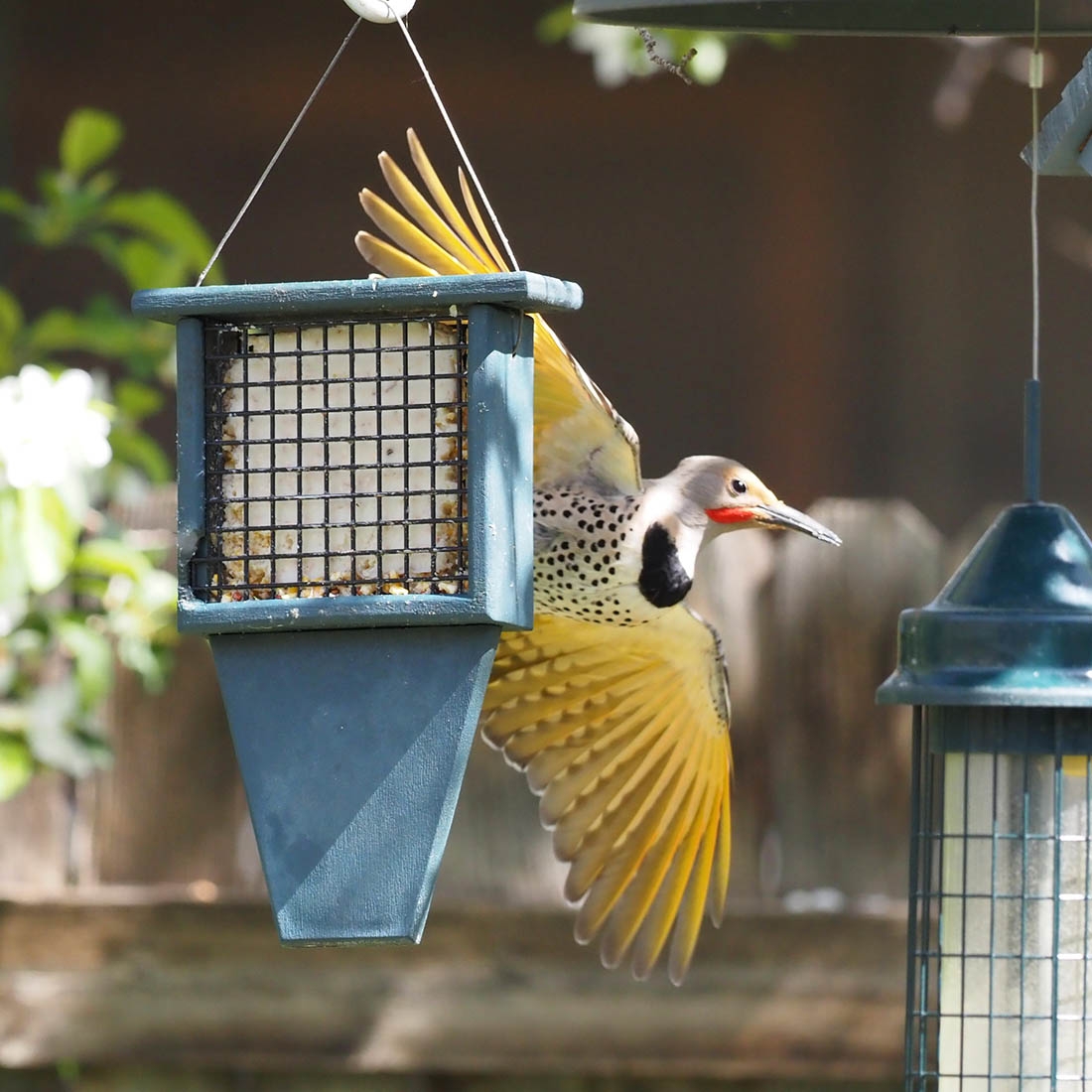 Hybrid of a yellow-shafted and red-shafted flicker