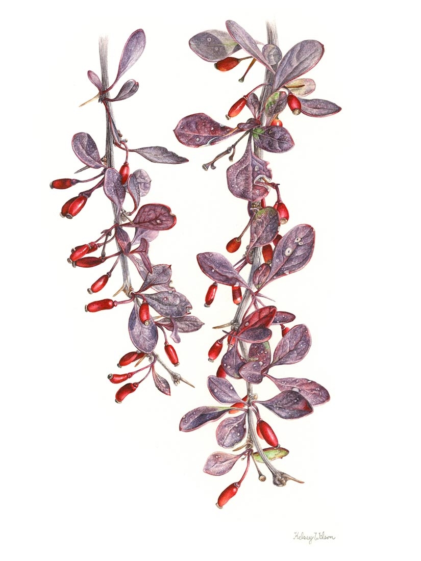 Kelsey Wilson, "Japanese Barberry," watercolor, 2021. © Kelsey Wilson.