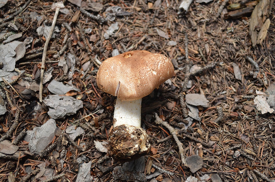 Agaricus julius mushroom laying on dirt and bark