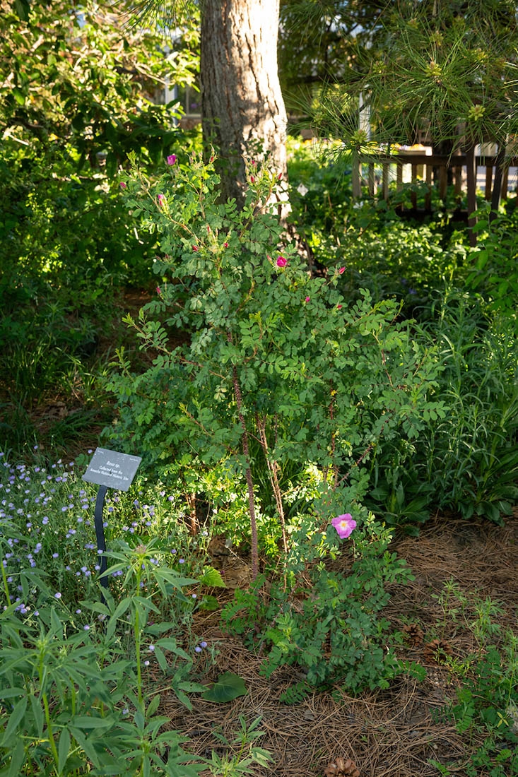 a woody garden with a pink rose and name plate