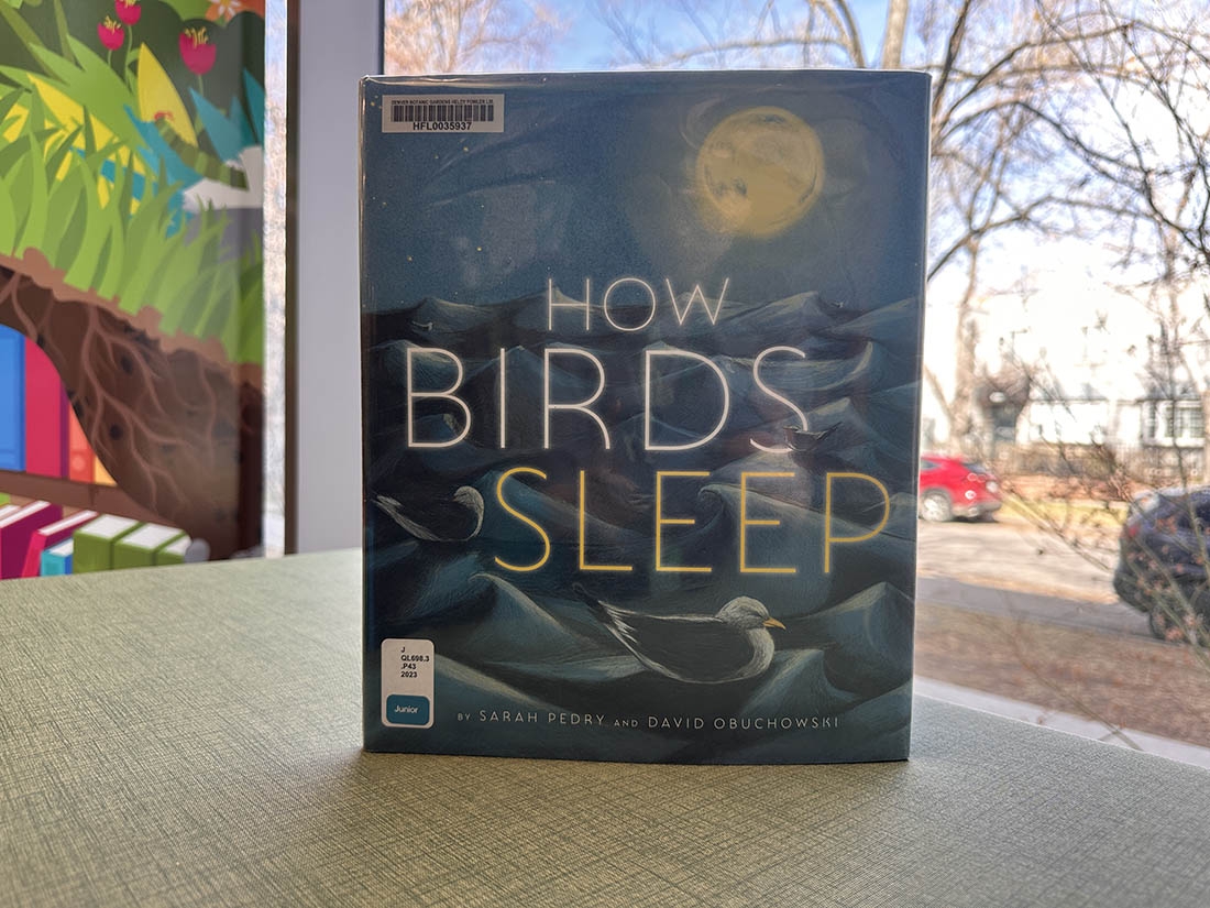 How Birds Sleep book cover