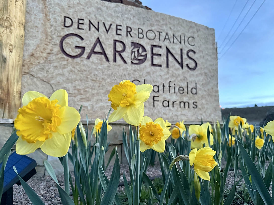 Yellow daffodils in front of a stone sign 