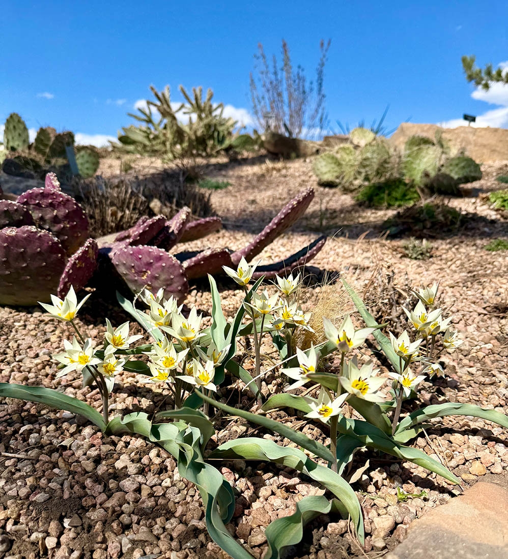 White tulips with yellow centers among rocky landscape and cacti