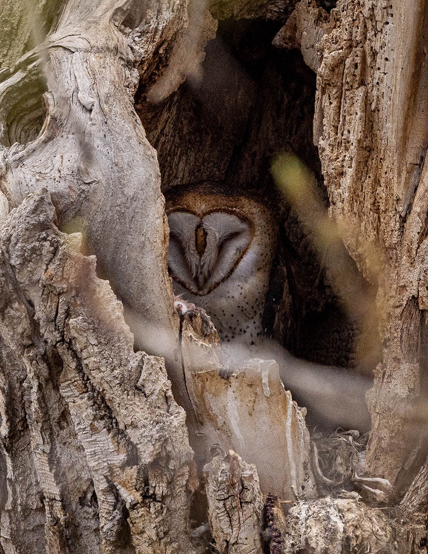 Barn owl tucked in a hole in a tree