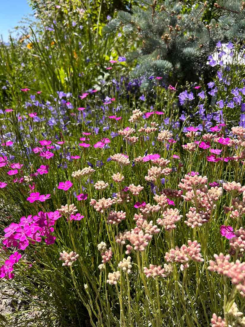 Antennaria dioica ‘Rubra’, Dianthus sp. and Campanula rotundifolia