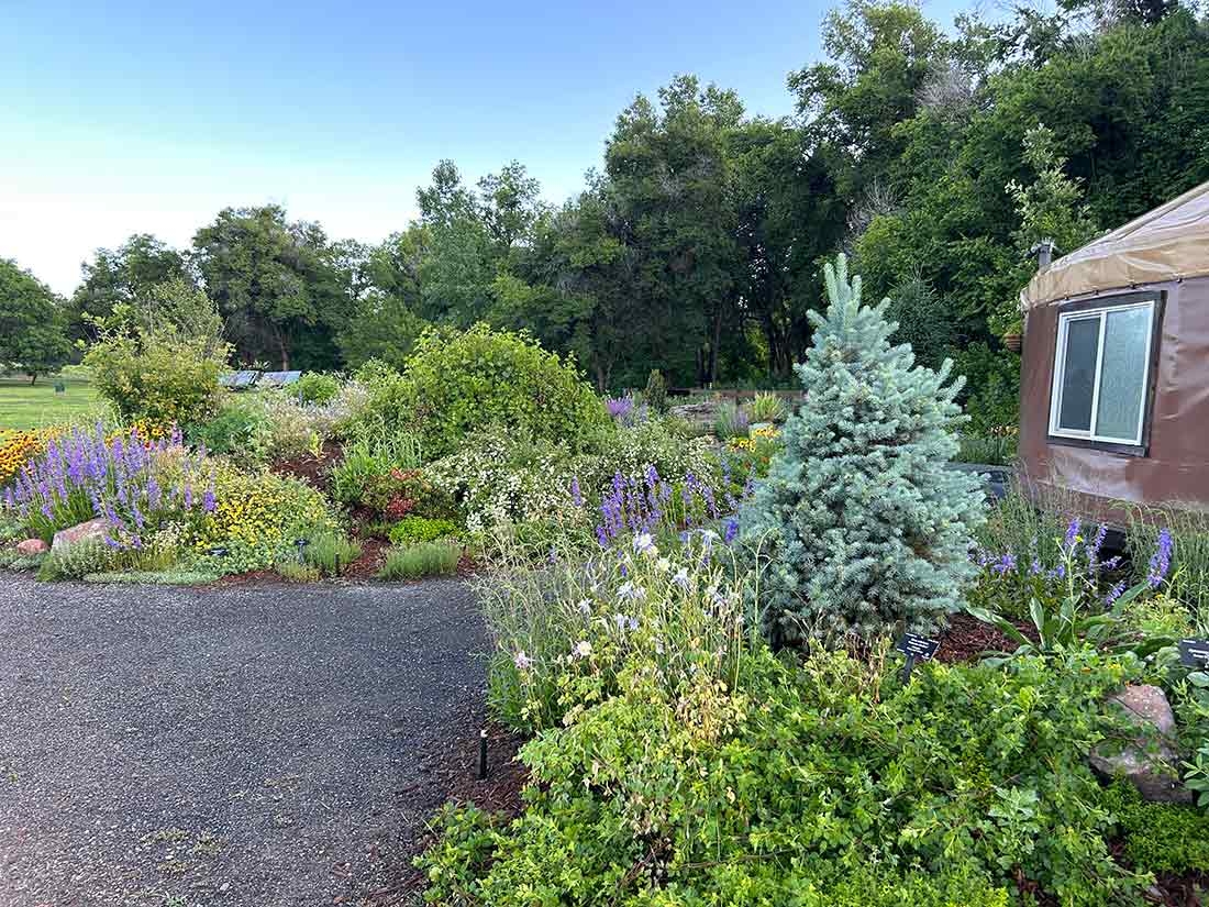 Blue spruce and blooms