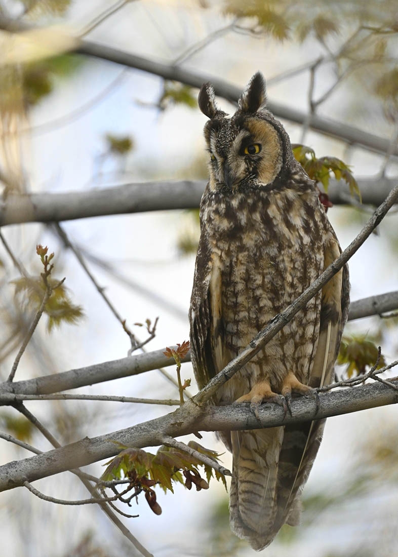 Long-eared owl on tree branch