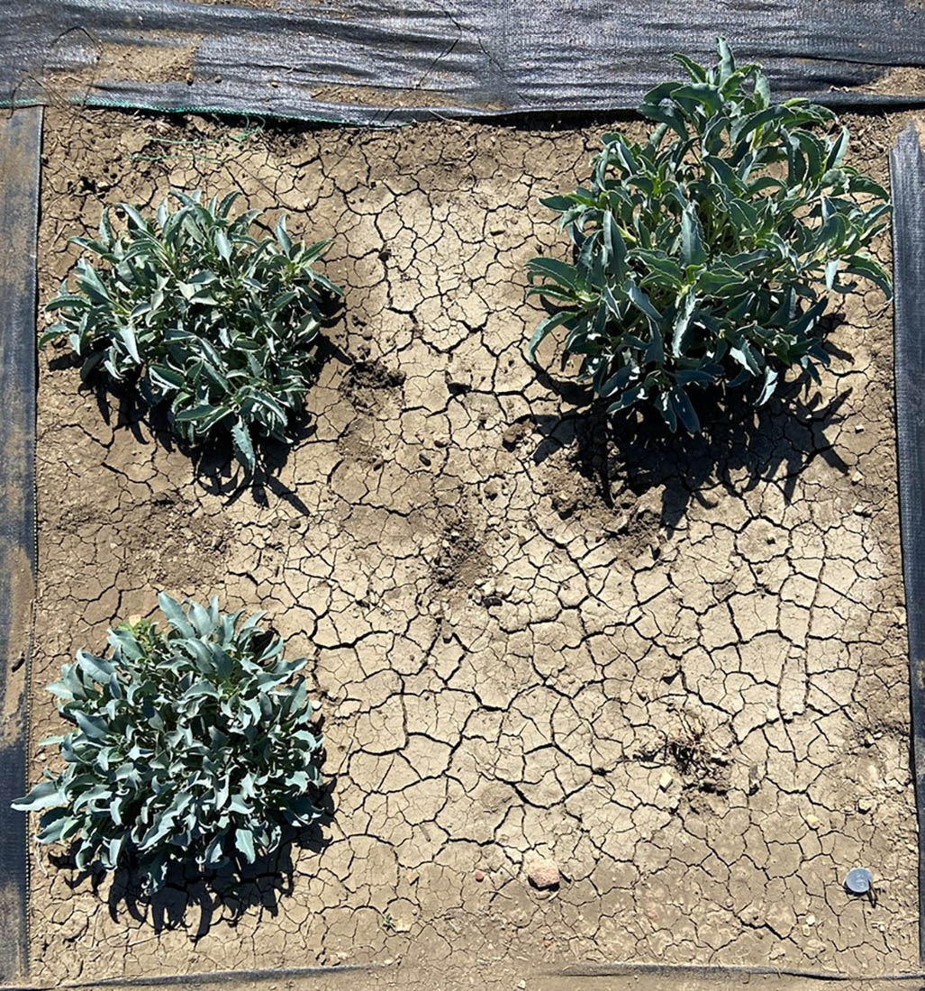 Three compact penstemon bunches on dry earth