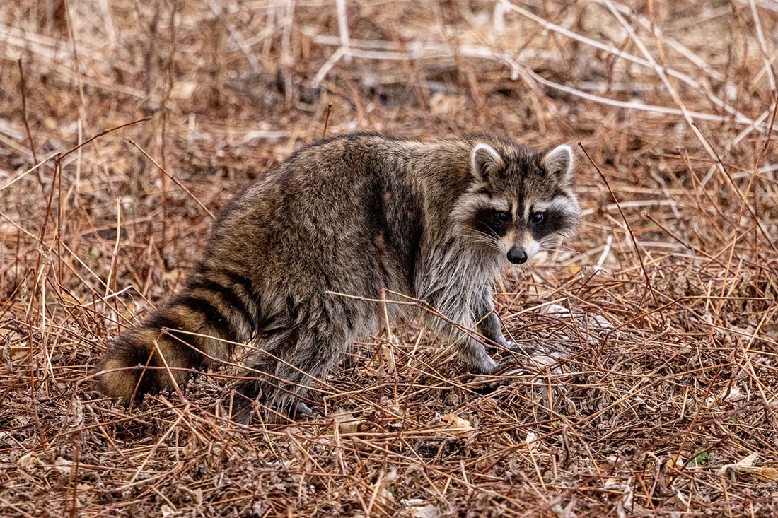 raccoon in brown field