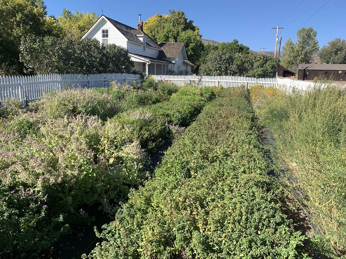 Rows of unkempt herbs with house in background