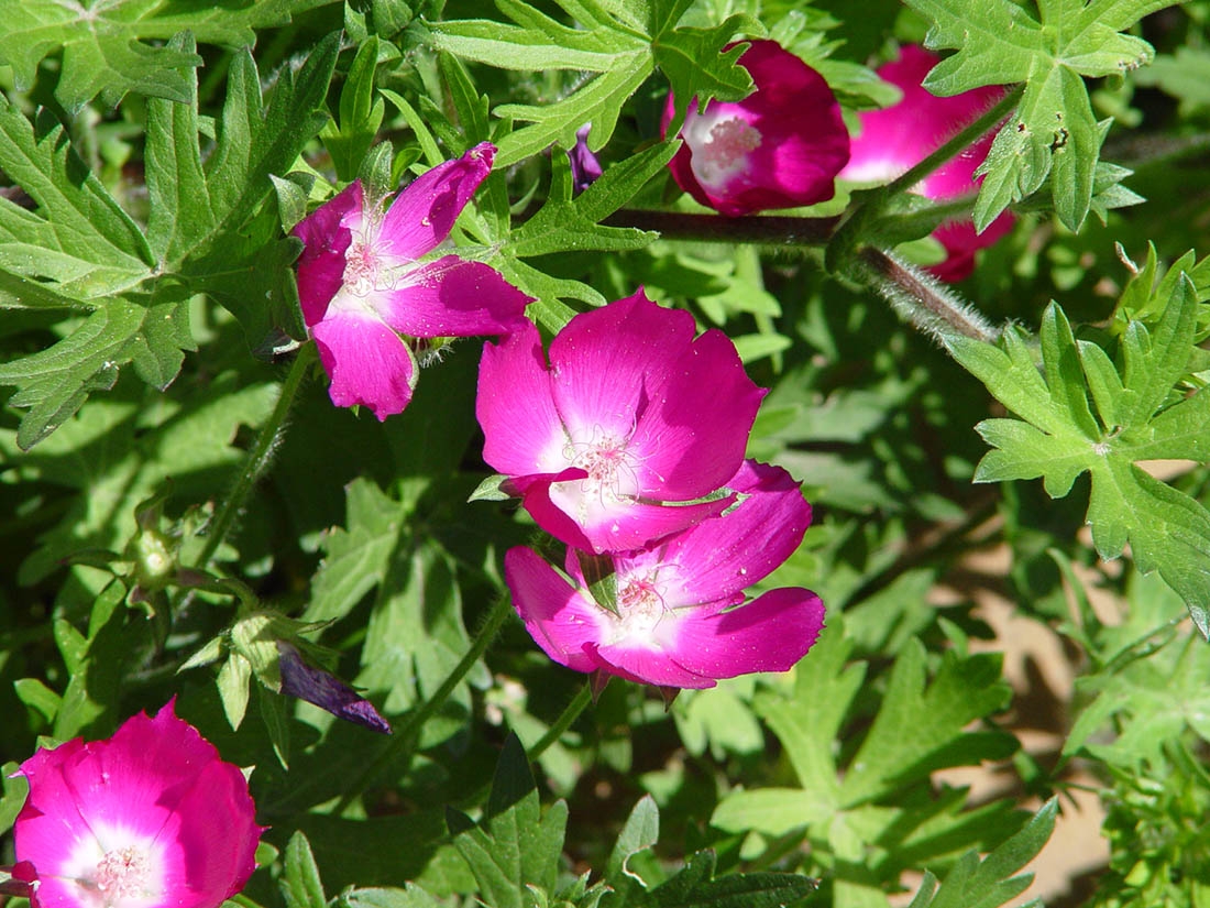 Callirhoe involucrata