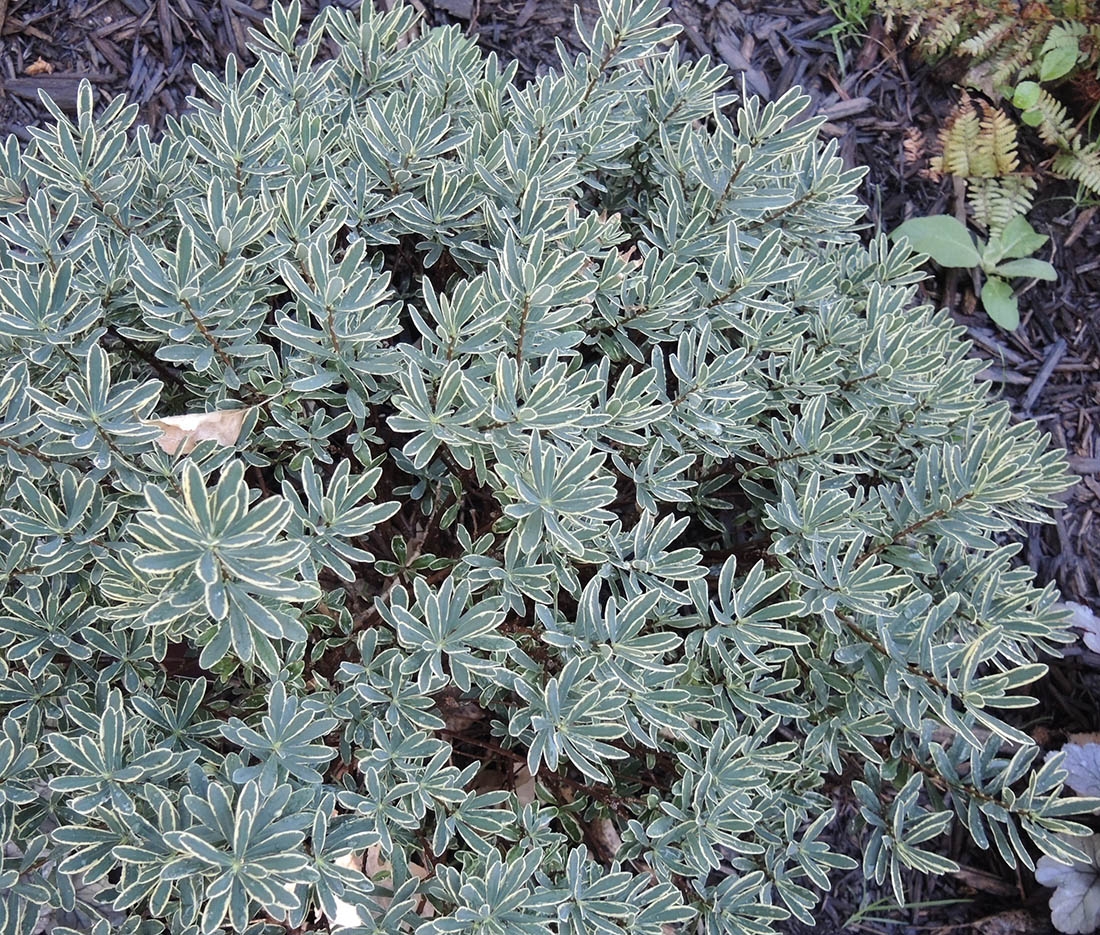 Daphne x burkwoodii 'Carol Mackie'