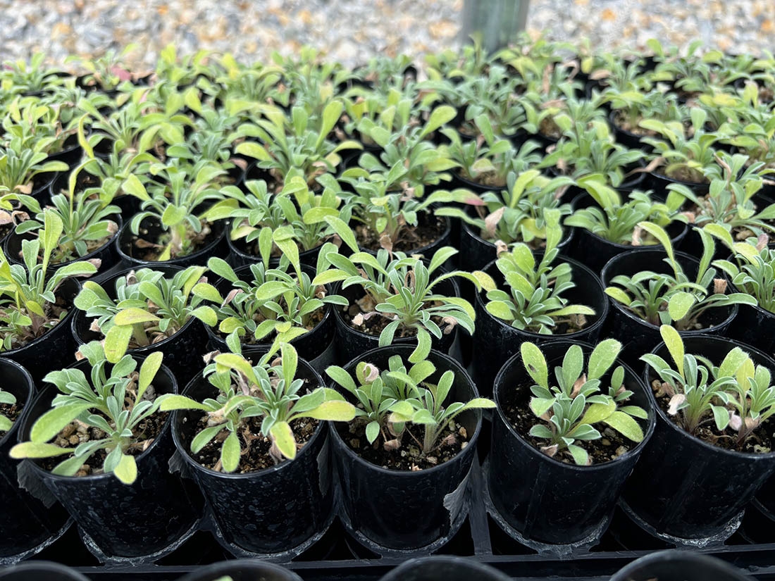 small individual plants in black pots