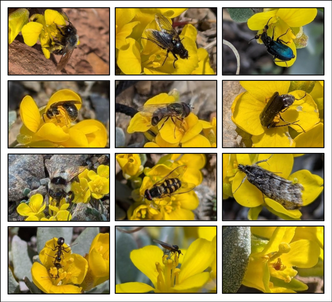 grid of yellow blooms with various pollinators
