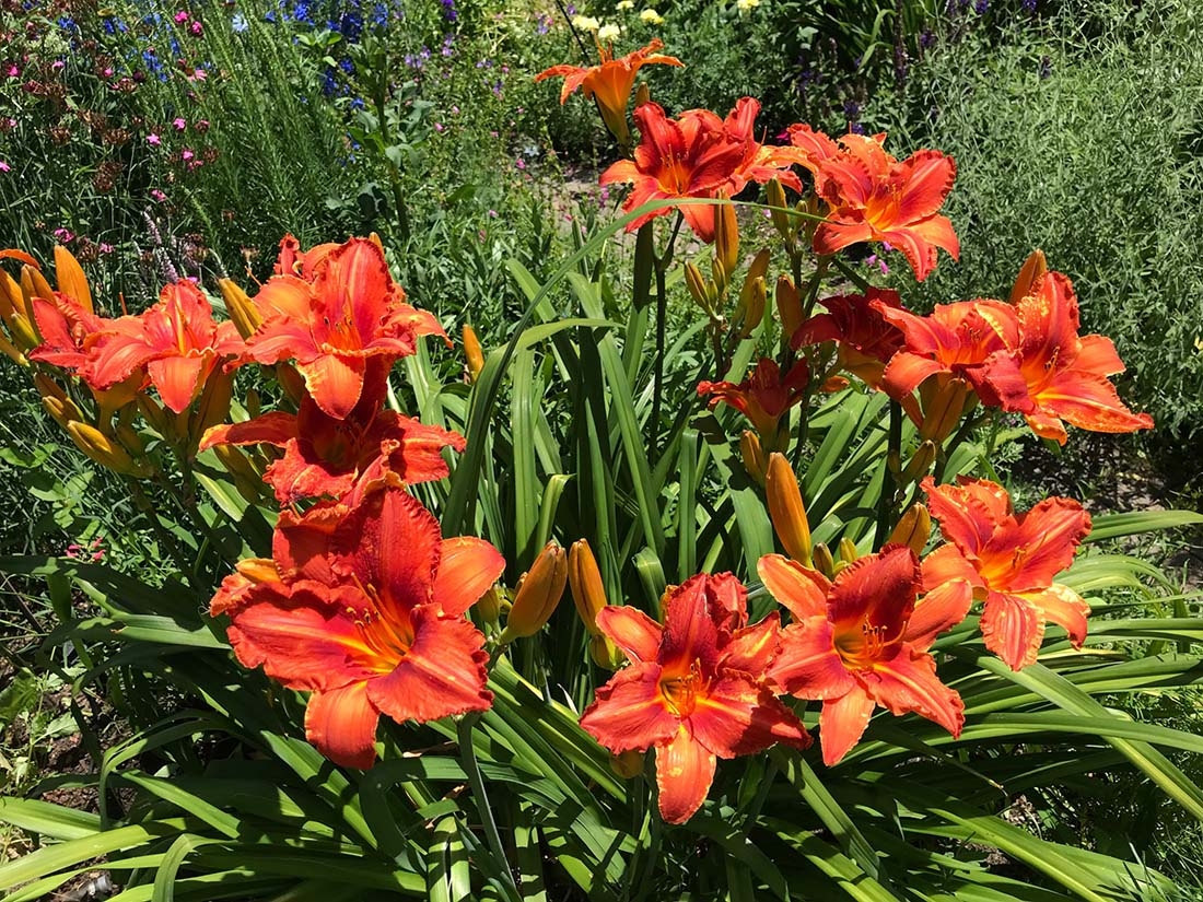 deep orange day lilies