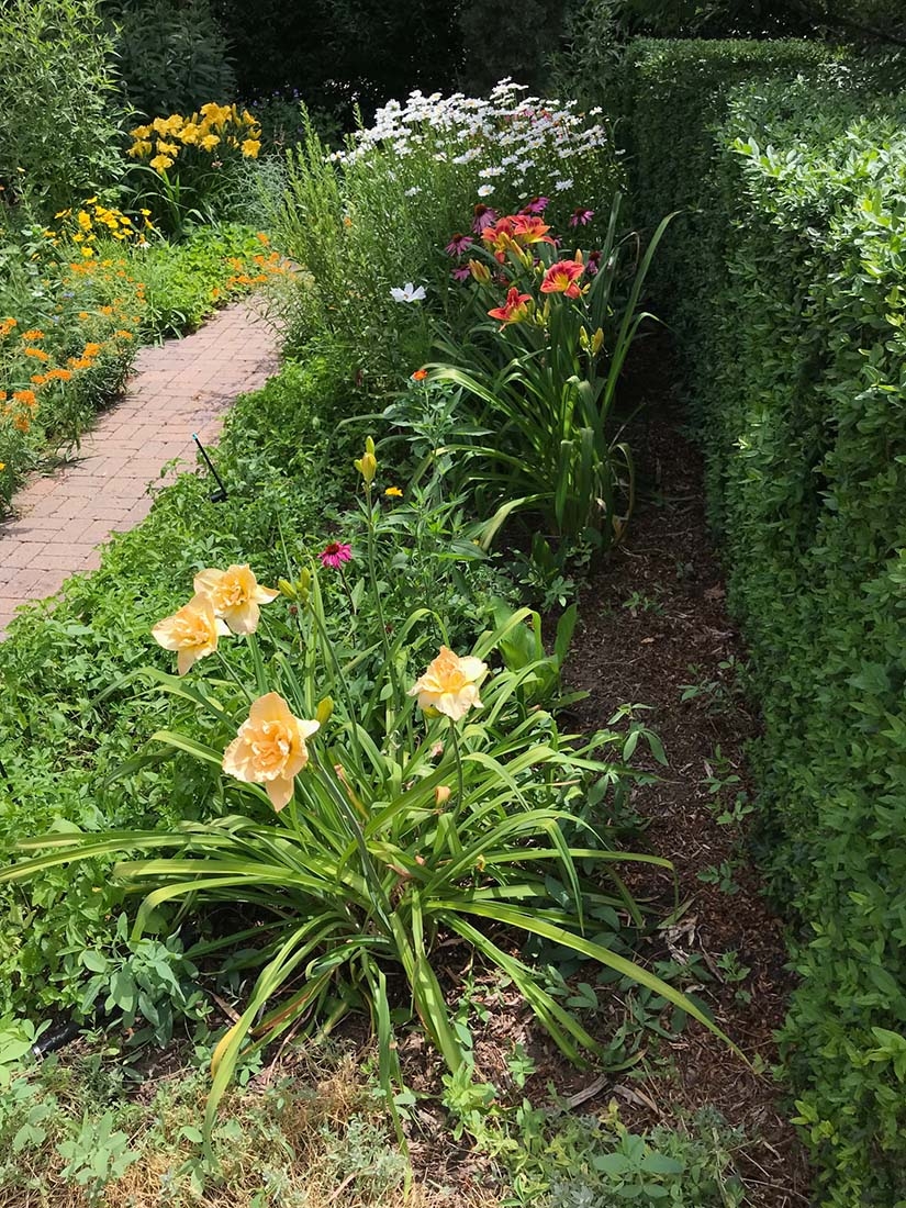 daylilies