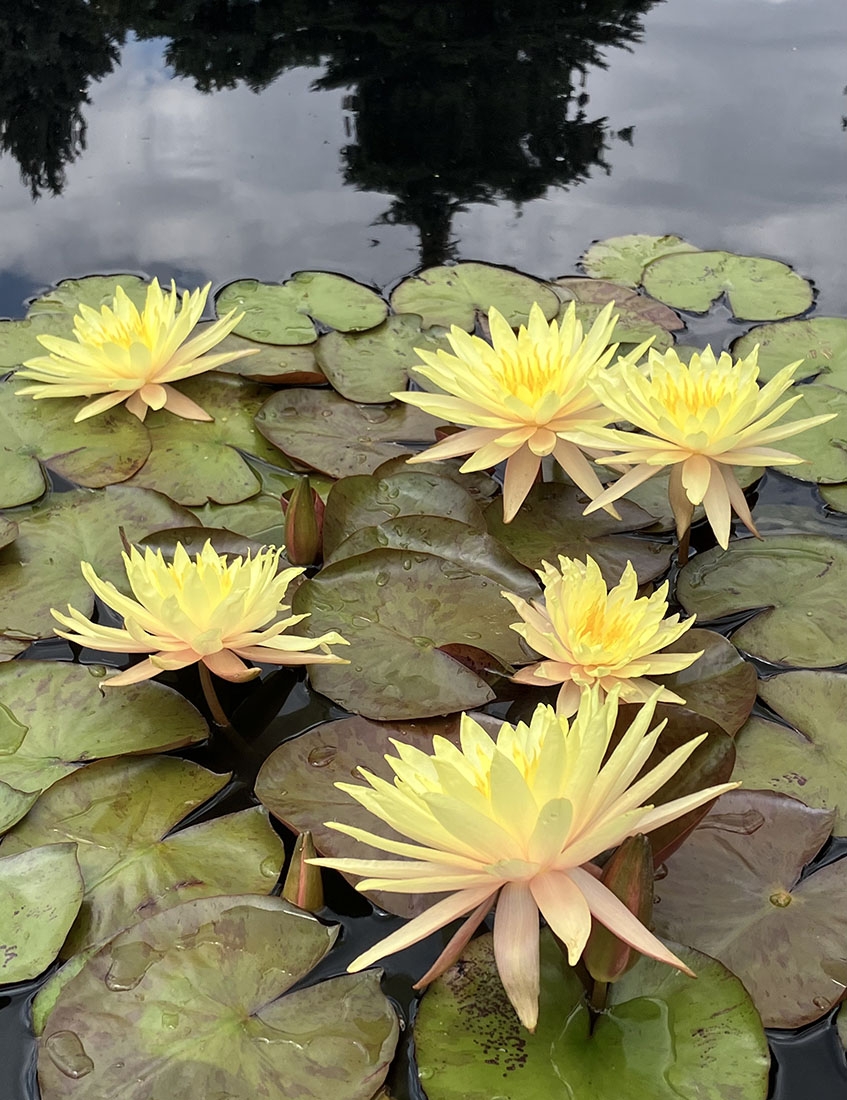 yellow water lilies
