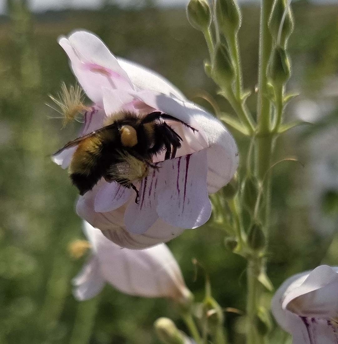 A bee collecting pollen on a pale pink blossom