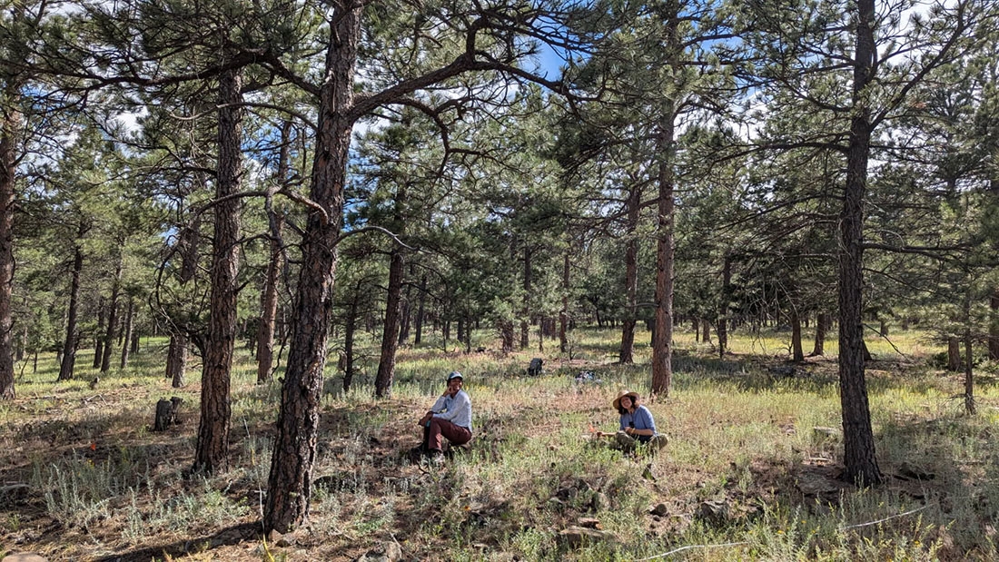 Two people in Colorado woods collecting plant data
