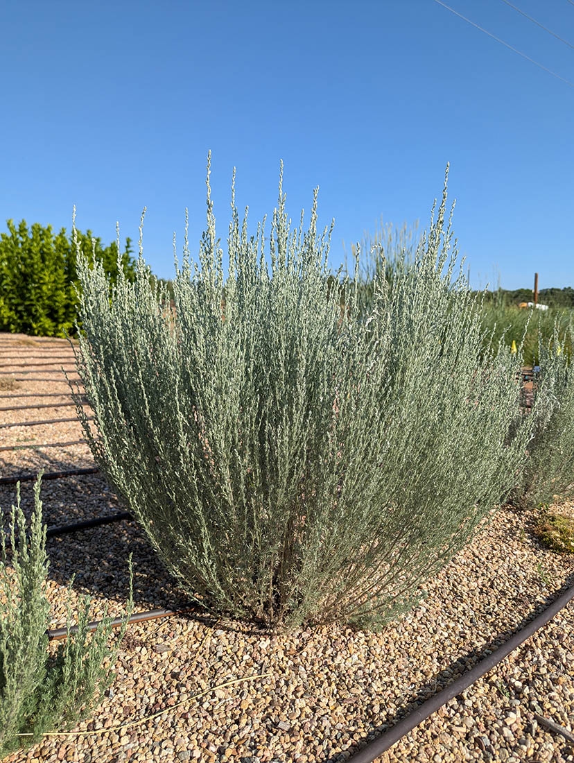 Artemisia frigida