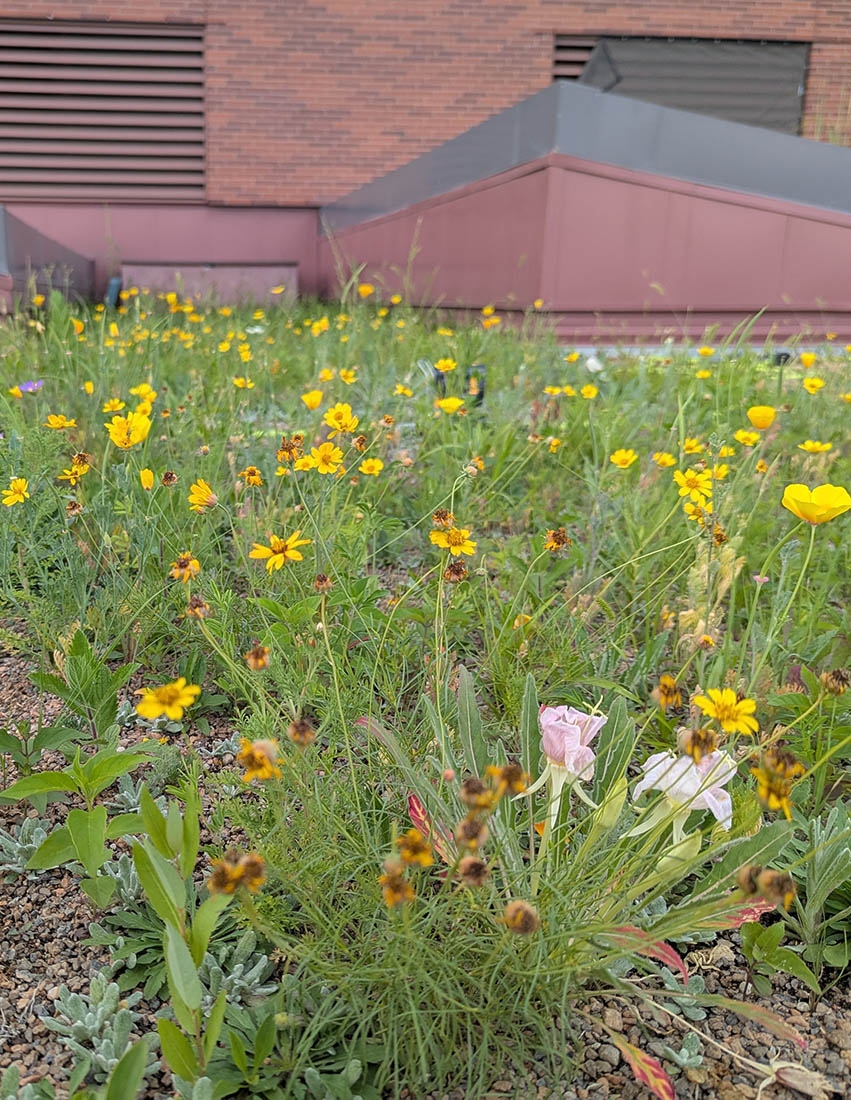 Wildflowers growing on a green roof