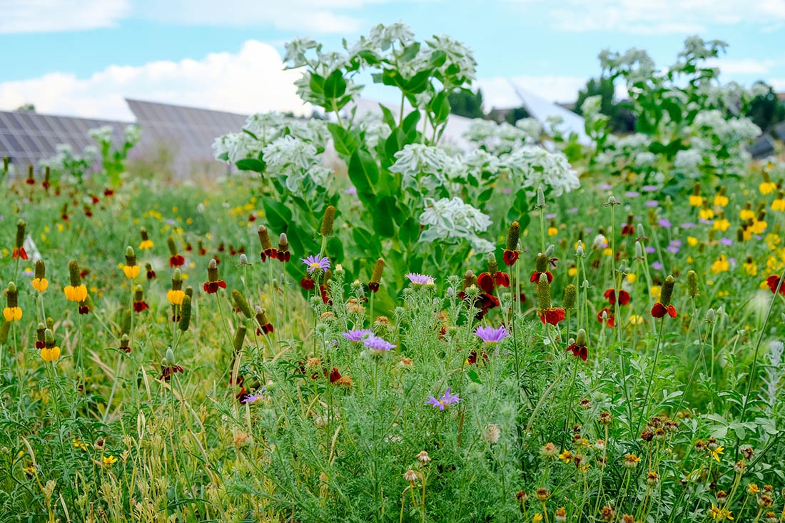 Close up of test plots at Chatfield Farms