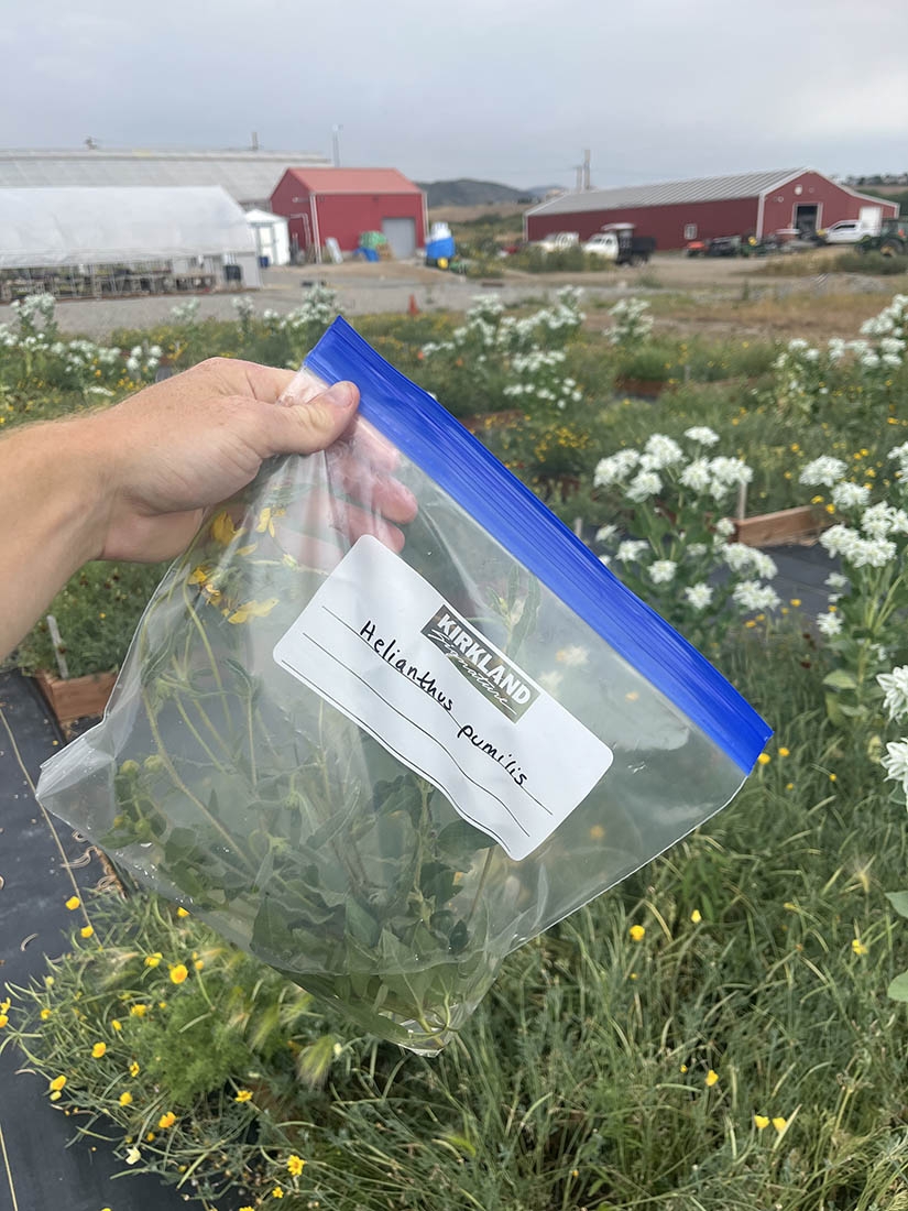 hand holding plastic bag of plant samples