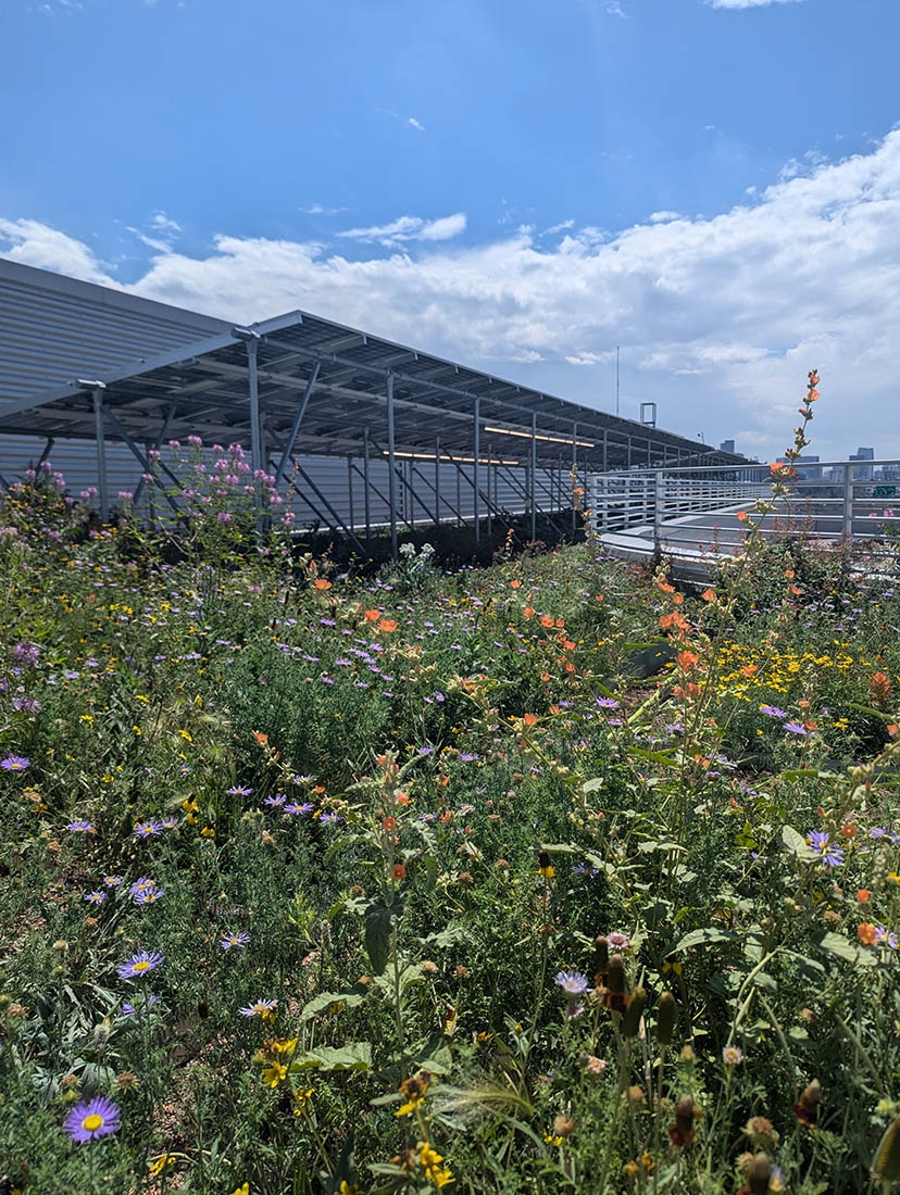 a flower garden on a green roof