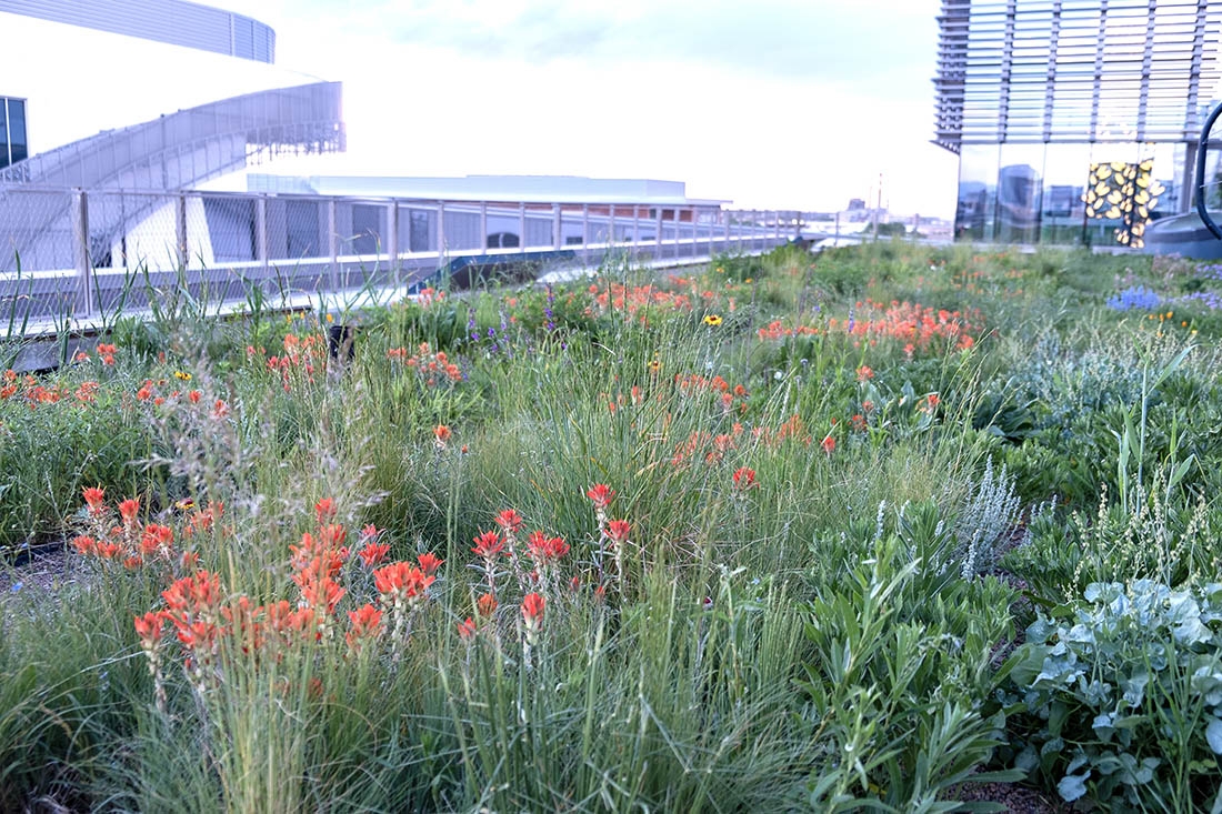 a full meadow garden on a green roof