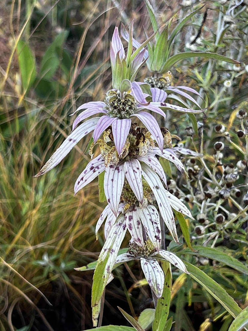 Monarda punctata, with white petals
