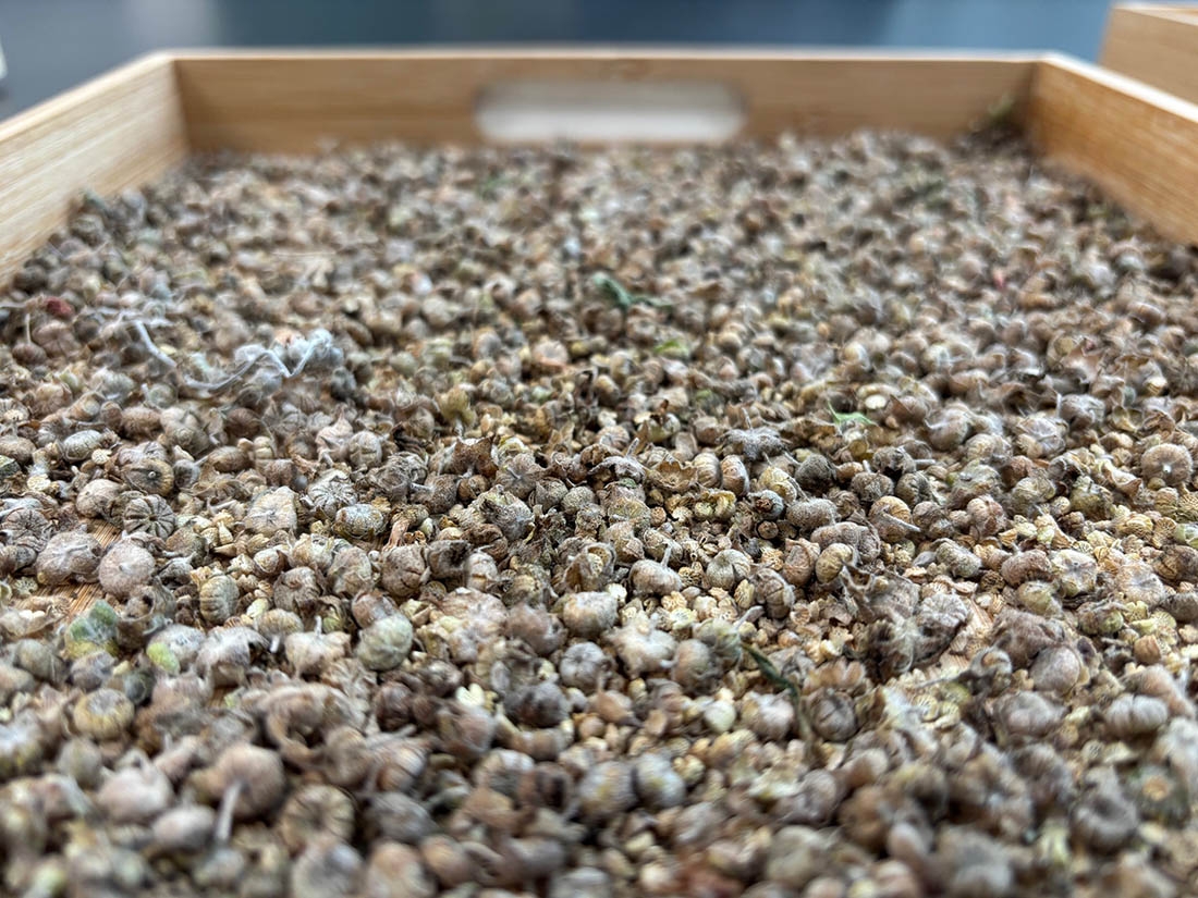 tray with seeds in it