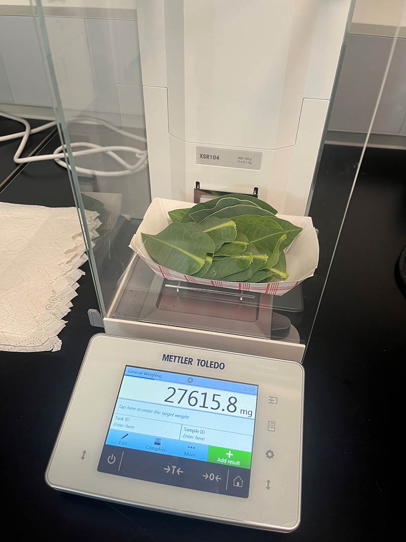 plant leaves on a scale