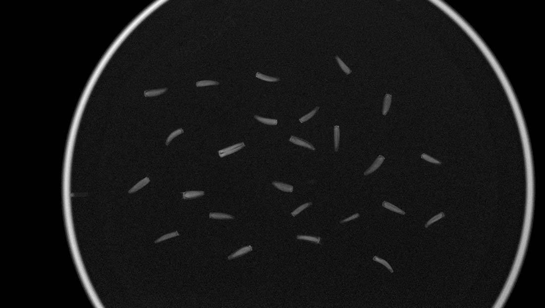 X-ray image of Saussurea weberi seeds