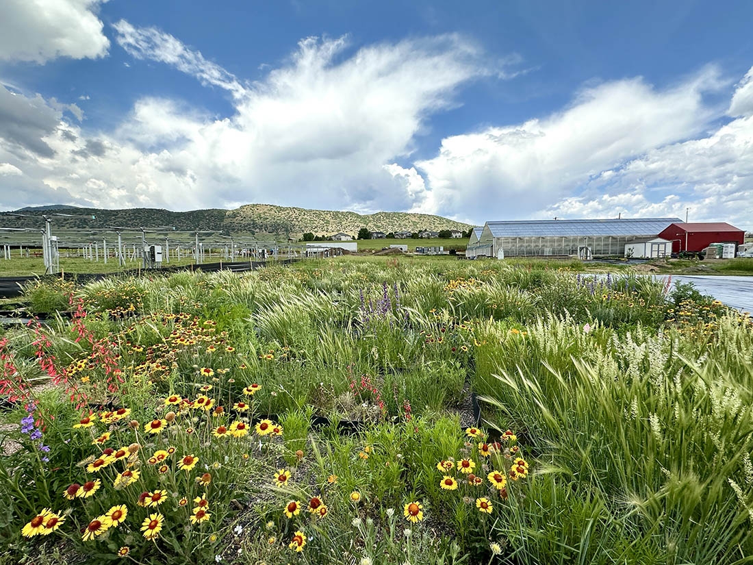a field of native grasses and flowers