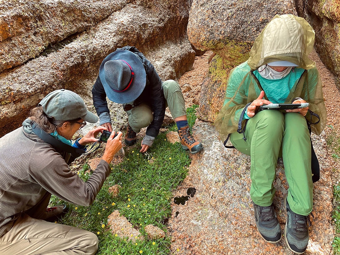 Three people on a rocky slope collecting plant data