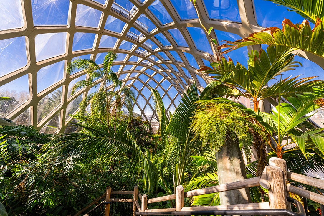 The dome ceiling and tropical plants in a tropical conservatory