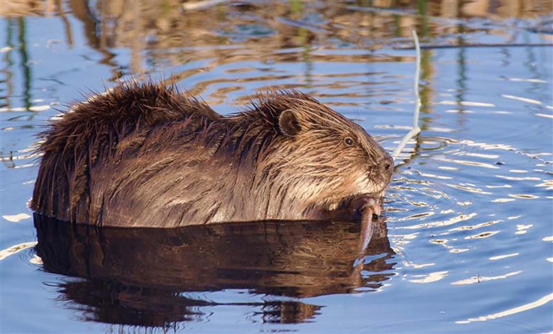American beaver in a pool of water