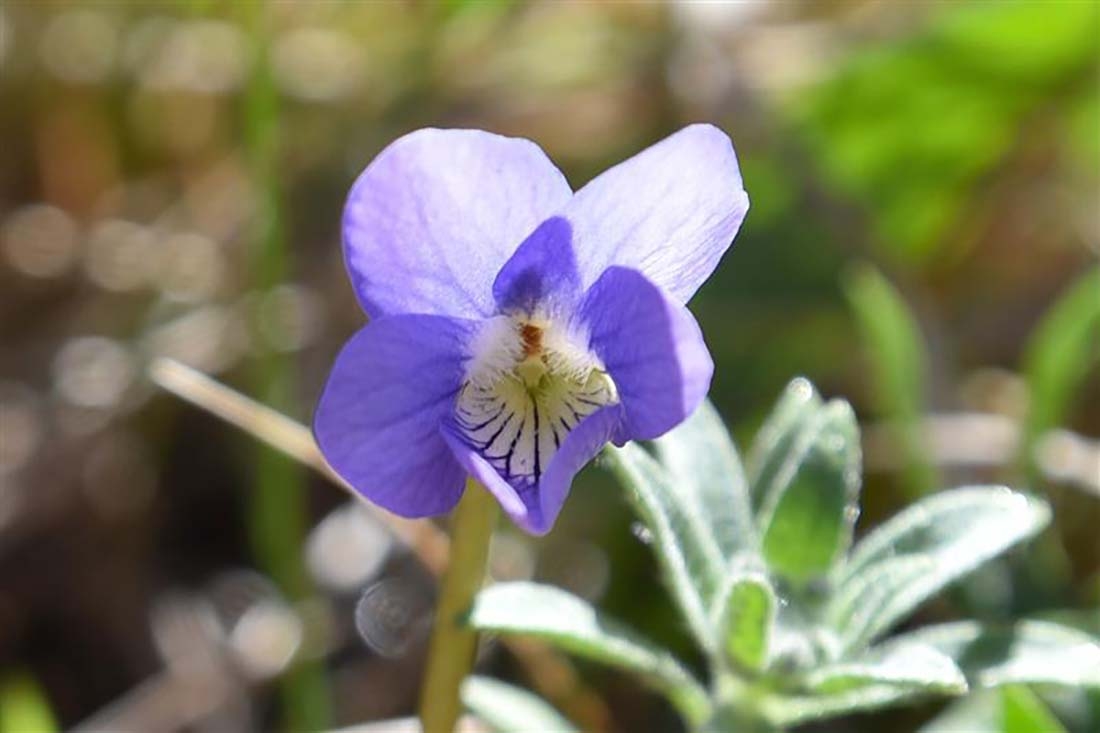 violet