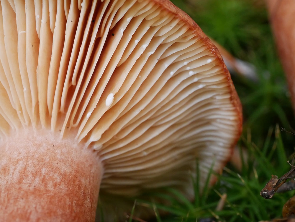 Lactarius hepaticus