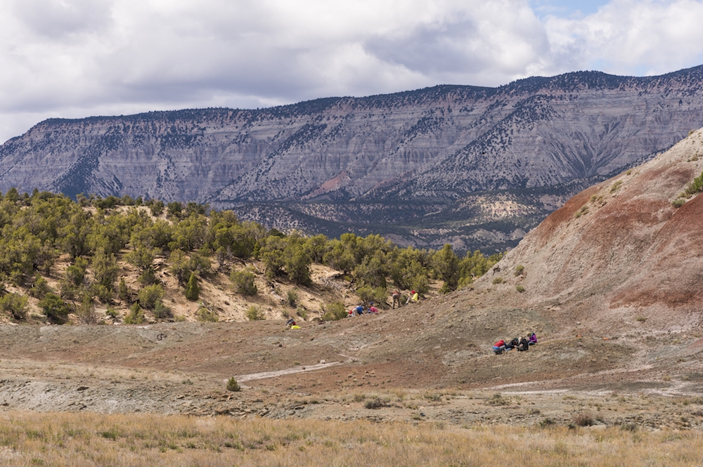 Sclerocactus glaucus lives primarily in desert shrublands. Photo by Scott Dressel-Martin.