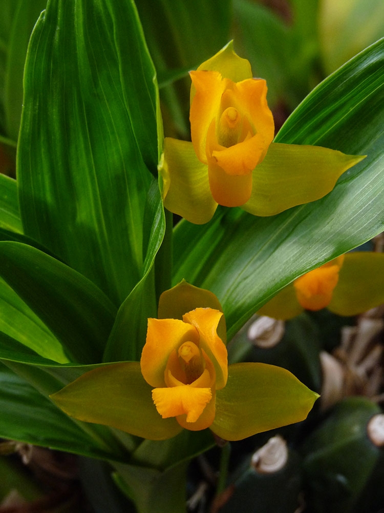 Lycaste aromatica