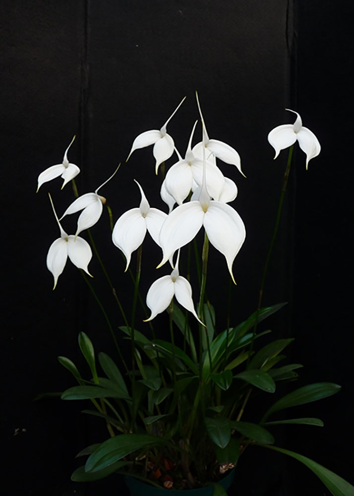 Masdevallia coccinea var. alba blanca