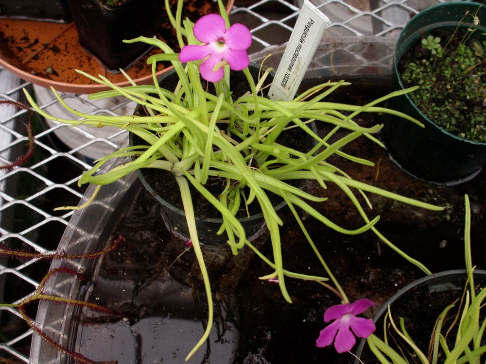 Mexican Butterwort, Pinguicula moctezumae