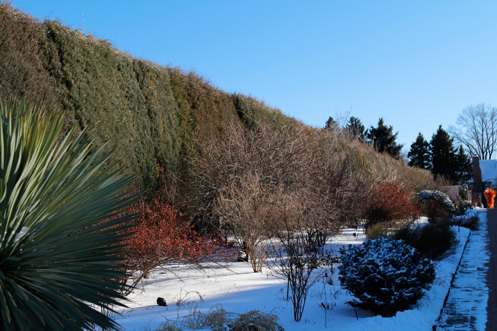 Juniperus scopulorum (Rocky Mountain juniper) in the O’Fallon Perennial Walk