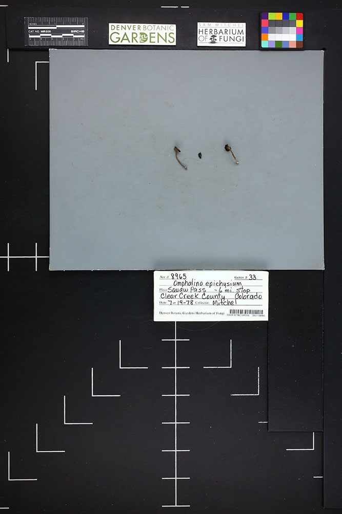 Sam Mitchel’s re-discovered county record of Omphalina epichysium.